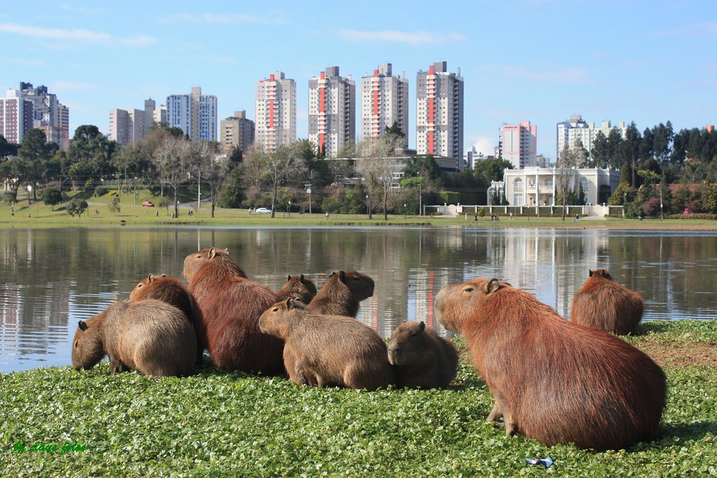 Capivaras vivem morgadas nos parques e já ganharam o coração do curitibano  