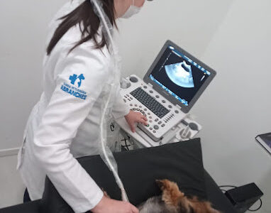Clínica Veterinária Abranches