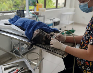 Clínica Veterinária Abranches