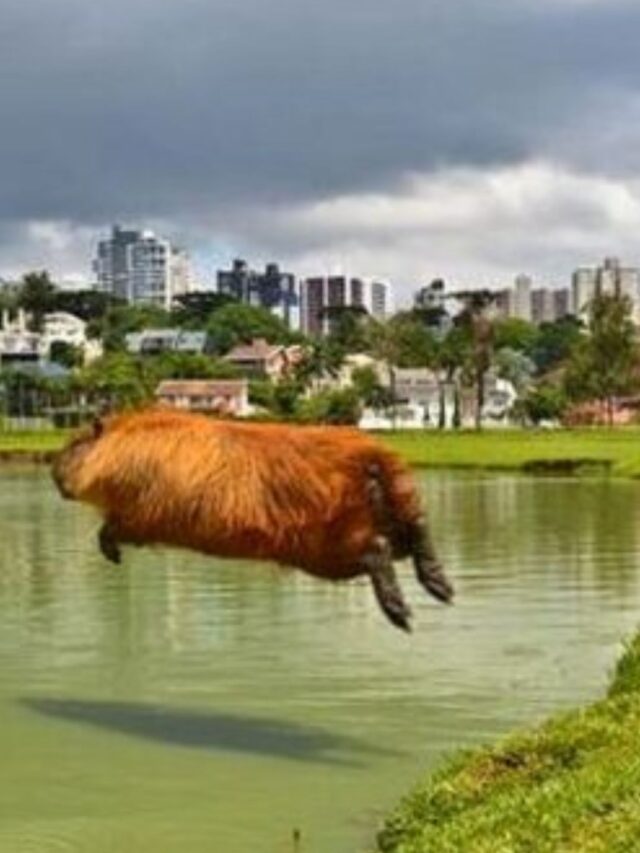 Por que Curitiba tem TANTAS Capivaras?